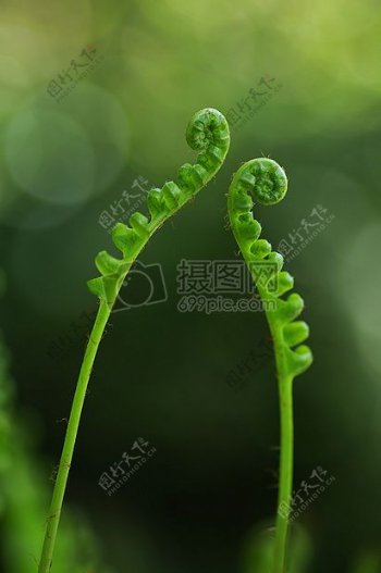 绿色蕨类Palnt特写摄影