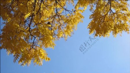蓝色天空金色树叶素材