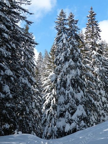 雪场白天青松树下蓝天白云
