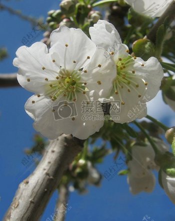 树枝上的白色梨花