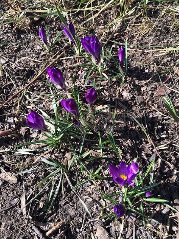盛开着的紫色花朵