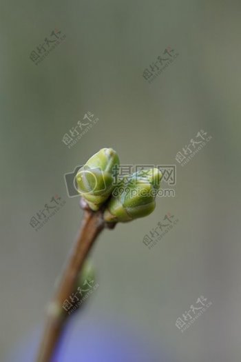 阳光下的绿色植物