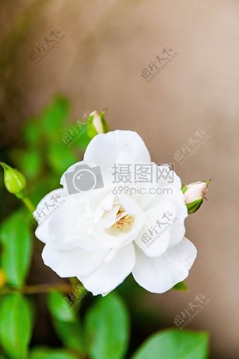 自然夏天花园植物雨白玫瑰淋浴