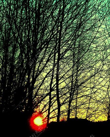 天空日落太阳树枝树
