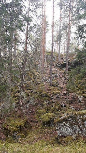 天空森林树木白绿挪威