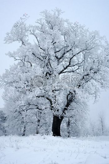 冬天里的美丽雪树