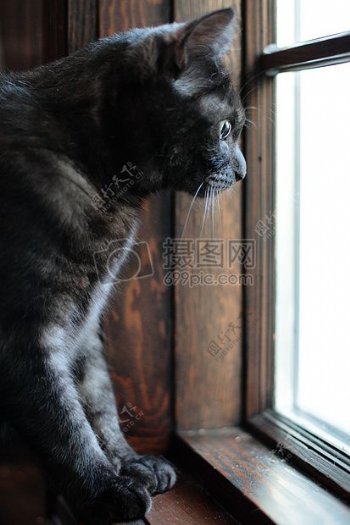 窗口猫眼睛黑色猫