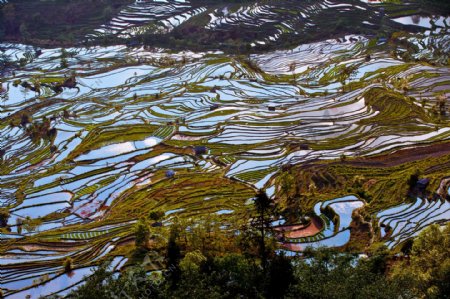 云南元阳梯田风景