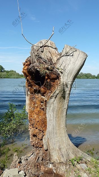 水边的枯树桩