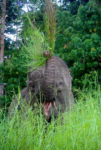 快乐大象婆罗洲
