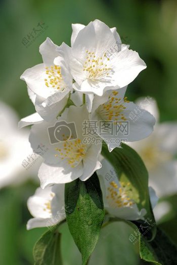 美丽的白色花朵