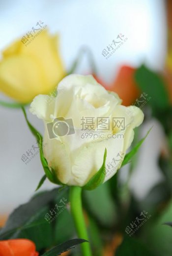美丽的白色和黄色的玫瑰