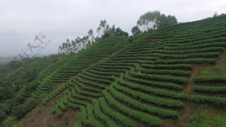 山坡上成片的茶树茶农采茶航拍视频素材