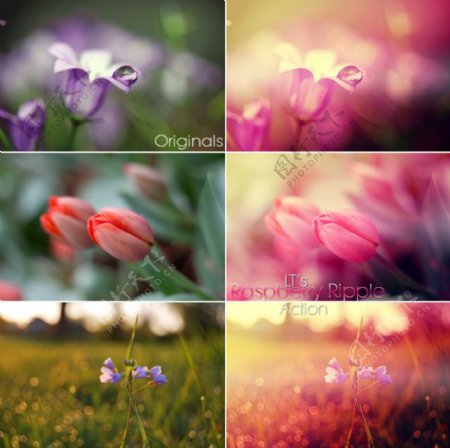 LTs系列照片添加梦幻紫红色效果PS动作