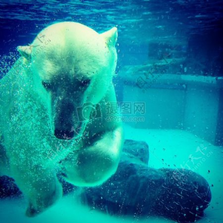 水底的北极熊