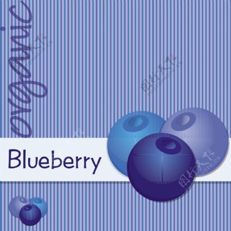 矢量格式的明亮的有机蓝莓卡