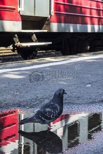 波兰火车站的鸽子