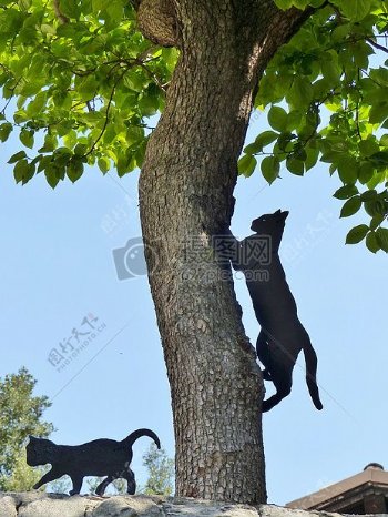 树上的小黑猫