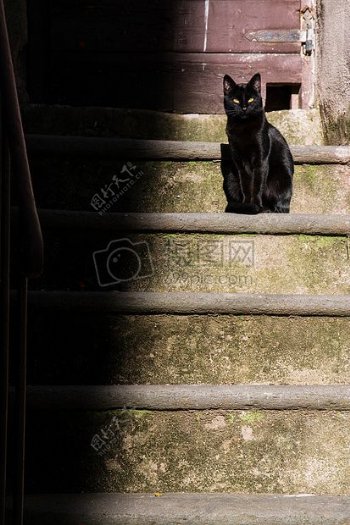 台阶上的黑猫