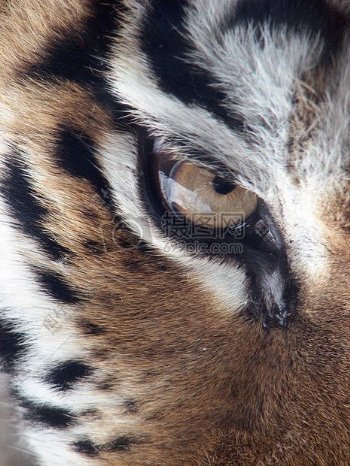 老虎眼睛的特写