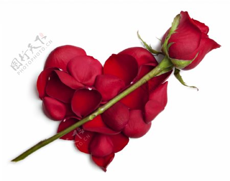 浪漫心形红玫瑰花图片