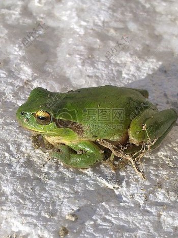 一只绿色小青蛙