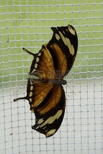 网格上的蝴蝶