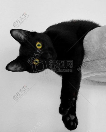 慵懒可爱的黑猫