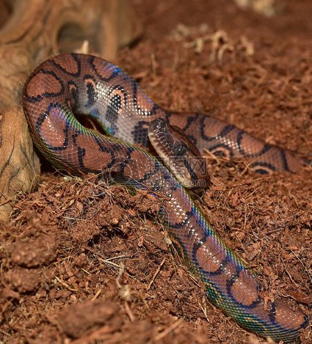 一条彩色蟒蛇
