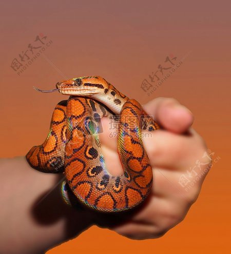 握在手上的彩虹蟒蛇