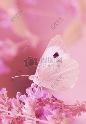 粉色花朵上的粉色蝴蝶