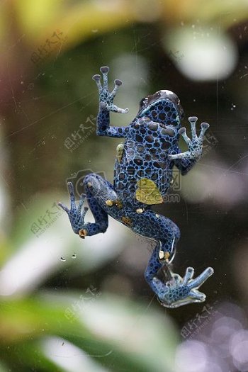 上网的蓝青蛙