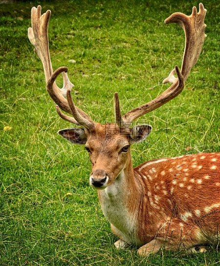 卧在草地上可爱的小鹿
