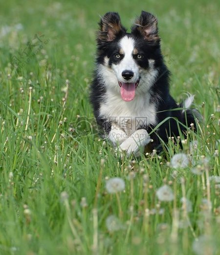 草地上可爱的边境牧羊犬