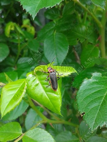 甲虫叶子昆虫春天绿色自然动物