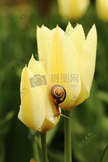 郁金香上的小蜗牛