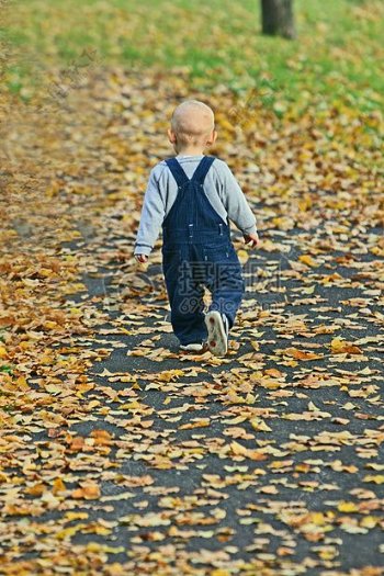 走在落满枫叶道路上的小男孩