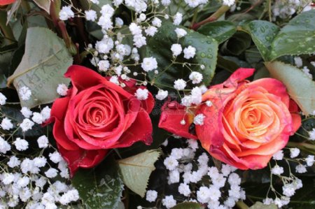 两朵漂亮玫瑰花