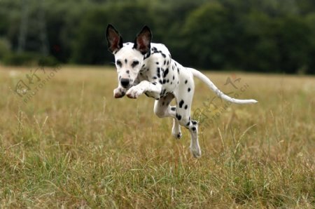 草地上快速奔跑的斑点狗图片