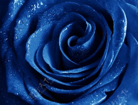 蓝色玫瑰花上的水珠图片