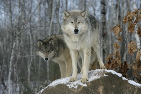 树林里的狼图片