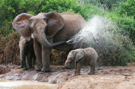 正在玩水的大象图片