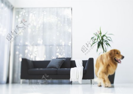 可爱宠物狗与家居生活摄影图片
