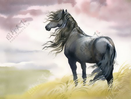 草地上的马匹插画图片