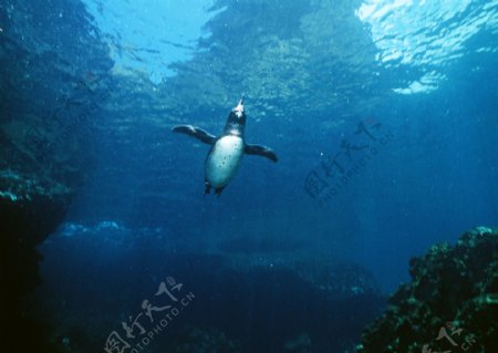 海底里的企鹅图片