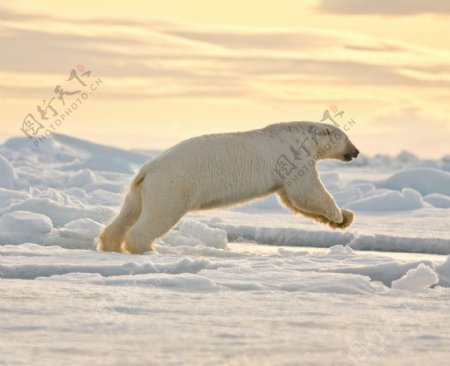 奔跑的北极熊图片