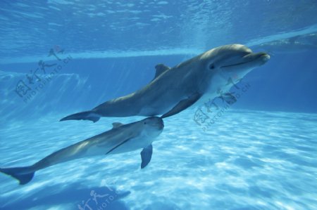 水中的海豚摄影图片