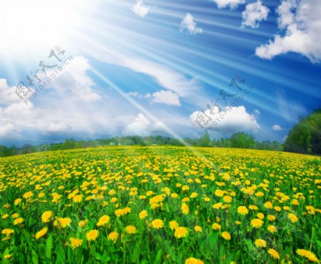 阳光与草地鲜花图片