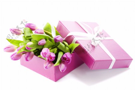 紫色礼品盒里的郁金香图片
