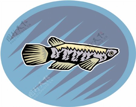 五彩小鱼水生动物矢量素材EPS格式0704